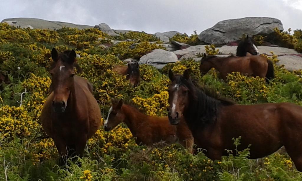 Charme Da Montanha Villa Montaria Eksteriør bilde